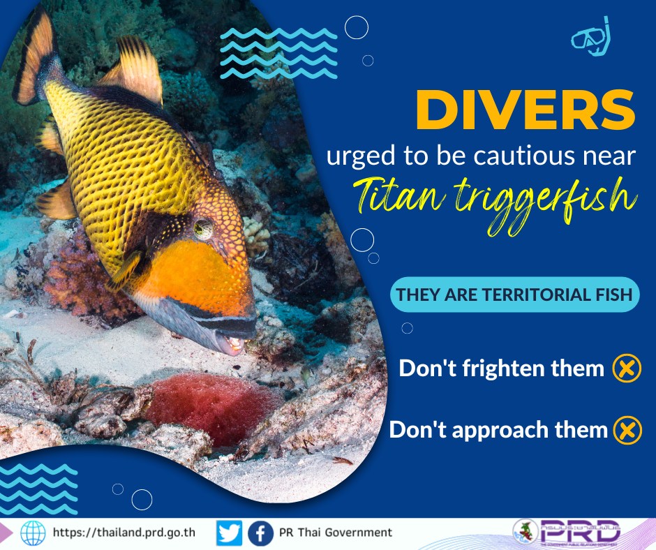 Divers urged to be cautious near Titan triggerfish