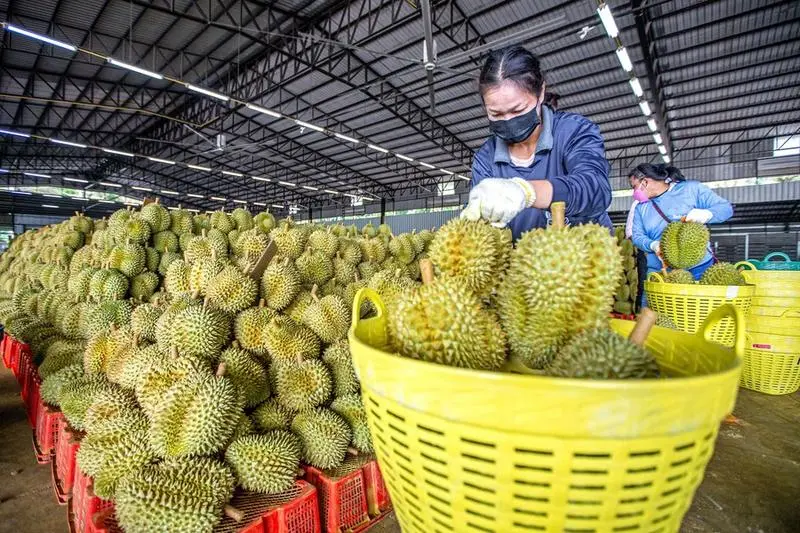 Thailand Implements New Durian Export Standards