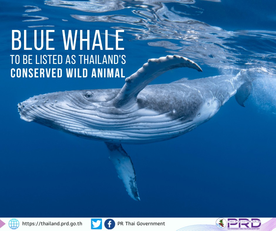 Blue whale to be listed as Thailand’s conserved wild animal