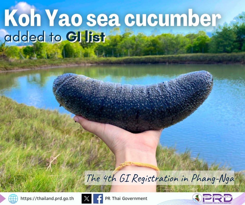 Koh Yao sea cucumber added to GI list