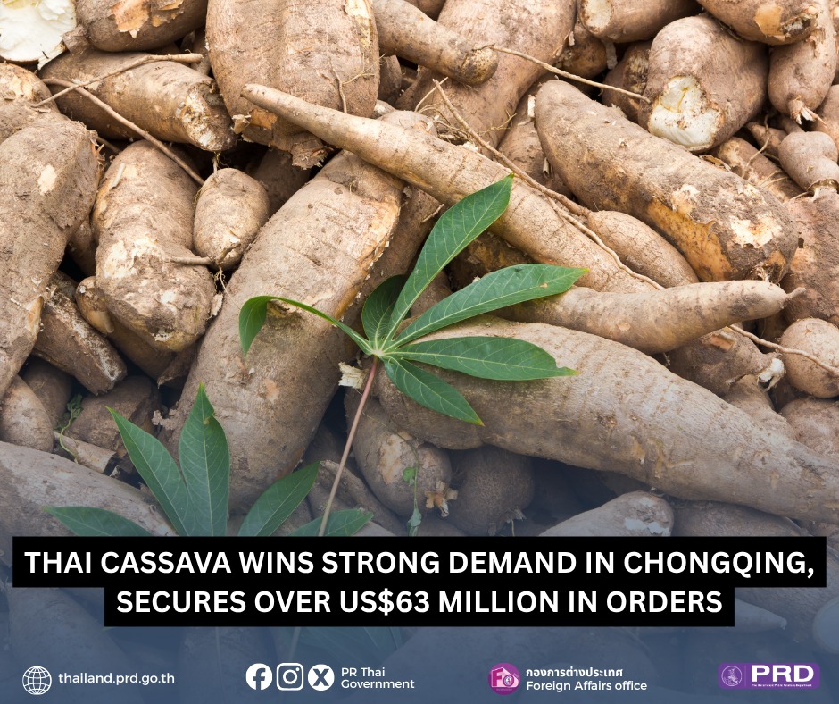 Thai Cassava Wins Strong Demand in Chongqing, Secures Over US$63 Million in Orders