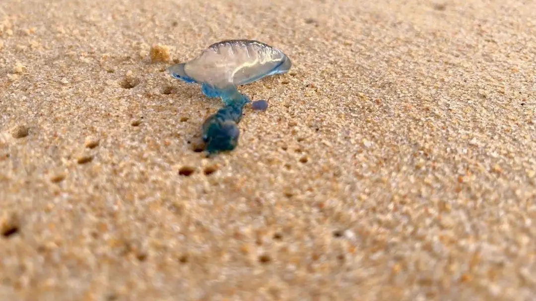 Thai Authorities Issue Warning After Box Jellyfish Found Along Phuket&rsquo;s West Coast