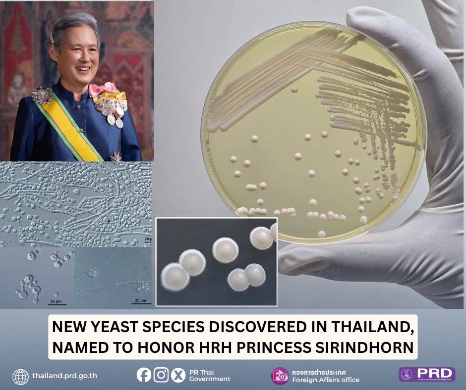 New Yeast Species Discoveres in Thailnad, Named to Honor HRH Princess Sirindhorn