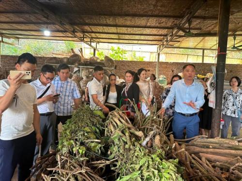 Tourists visit a herbal medicine facility. (Photo: Hoang Quyen)
