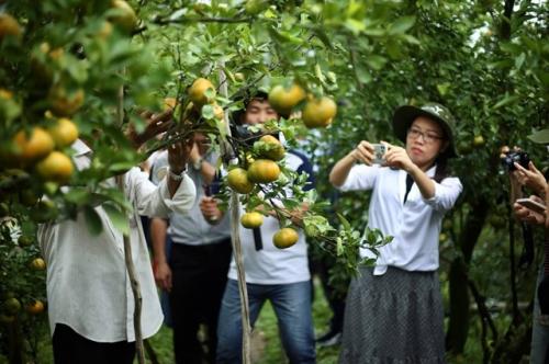 Visitors take photos in a mandarin orchard in Lai Vung District, Dong Thap Province. VNS Photo To Nhu