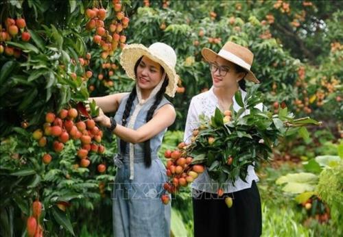 Visitors to a lychee orchard in Bac Giang. — VNA/VNS Photo
