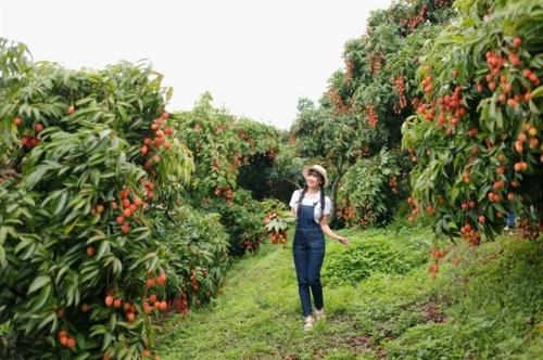 Lychee orchards in Bac Giang are drawing a large number of visitors. — VNA/VNS Photo